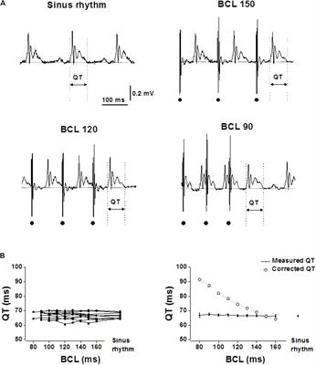 Unanesthetized Rodents Demonstrate Insensitivity of QT Interval and Ventricular Refractory Period to Pacing Cycle Length